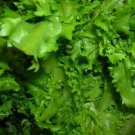Endive Seed: Salad King Endive Fresh Seed Packet Size : 2000+ seed
