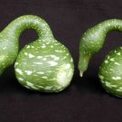 Gourd Seed: Speckled Swan Gourd Seeds Fresh Seed Packet Size : 25+ seed
