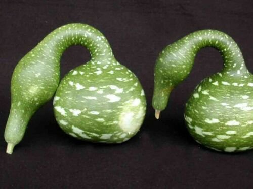 Gourd Seed: Speckled Swan Gourd Seeds Fresh Seed Packet Size : 40+ seed