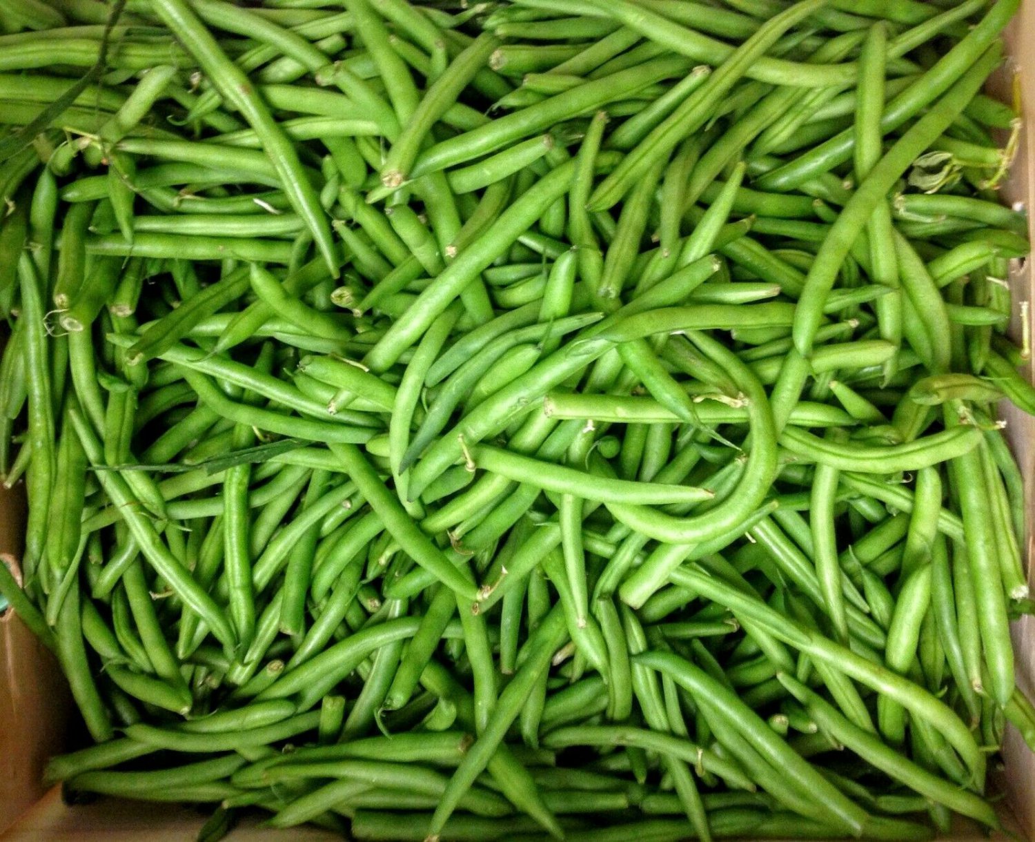 Green Bean Seeds: Kentucky Wonder Bush Green Bean Seeds Climate : 250+ seed