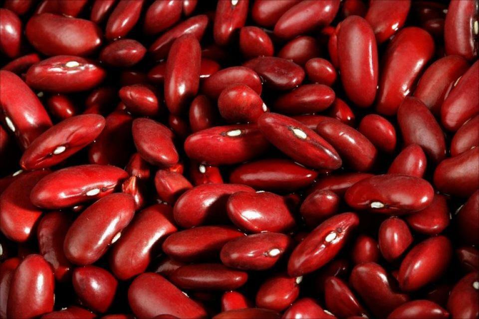 Bean Seeds: Dark Red Kidney Bean Seeds Fresh Seed Climate : 50+ seed