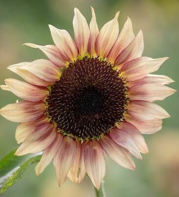 Sunflower Seed: Pro Cut Plum Sunflower Seeds Fresh Seed Climate : 12+ seed