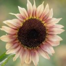 Sunflower Seed: Pro Cut Plum Sunflower Seeds Fresh Seed Climate : 12+ seed