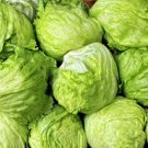 Lettuce Seed: Iceberg Lettuce Seeds Packet Size : 600+ seed