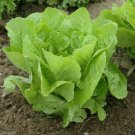 Lettuce Seed: Jericho Romaine Lettuce Seeds Style : 1000+ seed