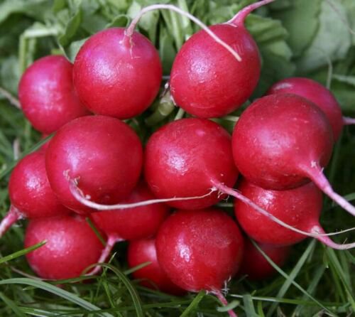 Radish Seeds: French Breakfast Radish Seeds Packet size: 600+ seed