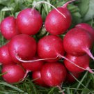 Radish Seeds: French Breakfast Radish Seeds Packet size: 600+ seed