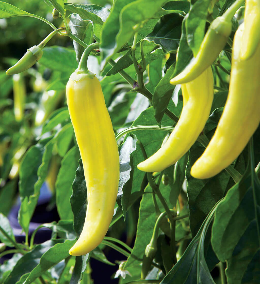 Pepper Seed: Sweet Banana Pepper Seeds Packet Size: 100+ seed