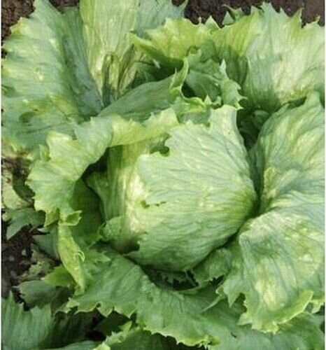 Lettuce Seed: Ithaca Lettuce Seed Packet Size: 300+ seed