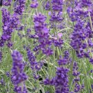 Herb Seed: Lavender -Vera Seeds Fresh Seed Packet Size: 100+ seed
