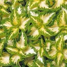 Coleus Seed: Wizard Jade Coleus Seeds 40 Seeds