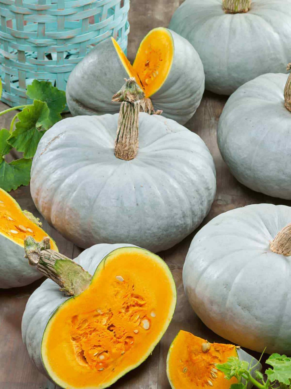 Pumpkin Seed: Blue Prince Pumpkin Seeds Packet Size: 25+ seed