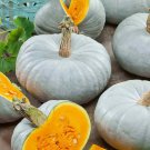 Pumpkin Seed: Blue Prince Pumpkin Seeds Packet Size: 25+ seed