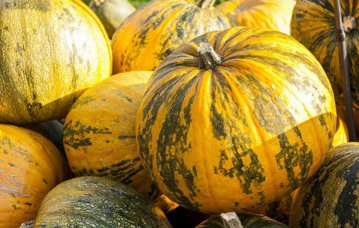 Pumpkin Seed: Pepitas Pumpkin Seeds Packet Size: 25+ seed