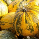 Pumpkin Seed: Pepitas Pumpkin Seeds Packet Size: 40+ seed