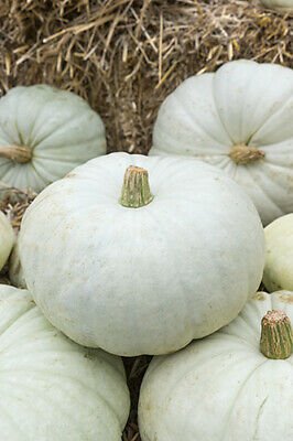 Pumpkin Seed: White Harvest Pumpkin Seeds Packet Size: 12+ seed