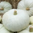 Pumpkin Seed: White Harvest Pumpkin Seeds Packet Size: 40+ seed