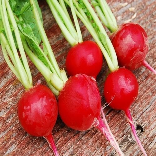 Radish Seed: Crunchy Royale Radish Seeds Packet Size: 300+ seed