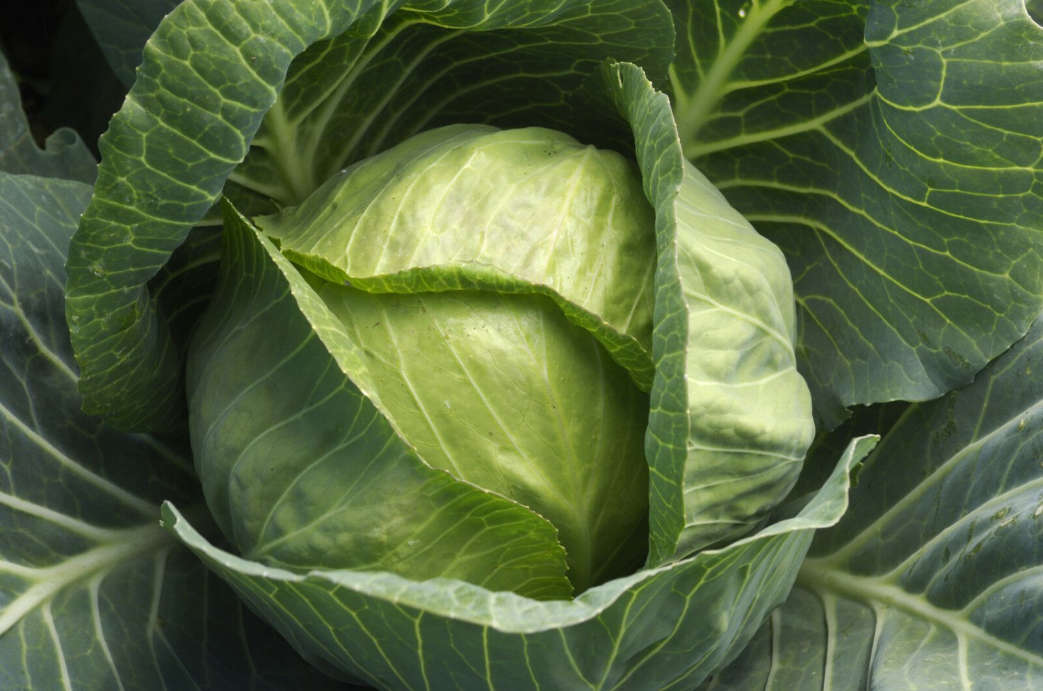 Cabbage Seed: Late Flat Dutch Cabbage Seeds Packet Size: 200+ seed