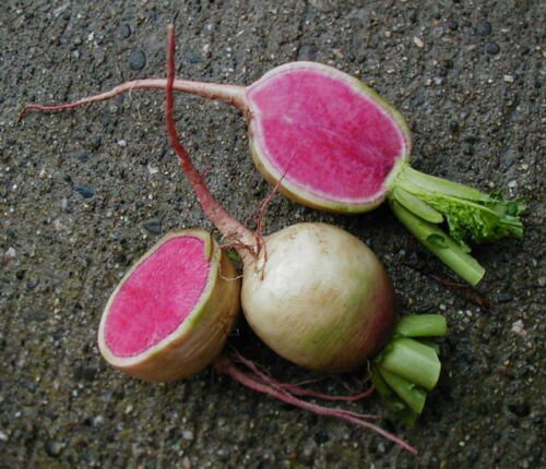 Radish Seed: Watermelon Radish seeds Packet Size: 250+ seed