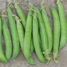 Pea Seed: Maestro Pea Seeds Fresh Seed Quantity ; 100+ seed