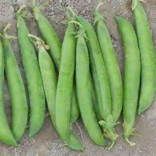 Pea Seed: Maestro Pea Seeds Fresh Seed Quantity ; 1/2 pound