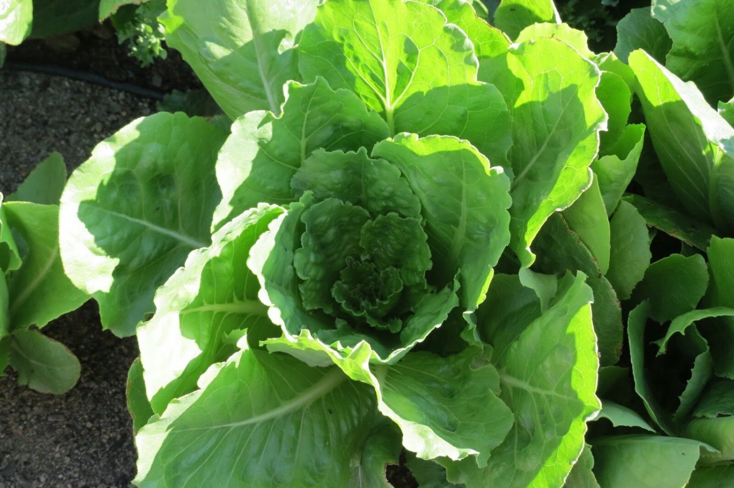 Lettuce Seed: Vivian Romaine Lettuce Seeds Packet Size: 1300+ seed