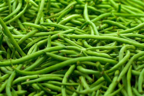 Green Bean Seed: Strike Green Bean Seeds Packet Size: 250+ seed