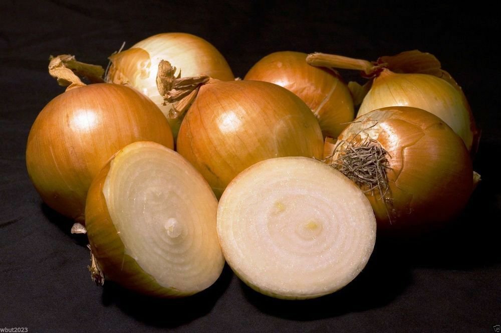 Spanish Onion Seeds Yellow or White Fresh Seed Color & PACKET SIZE: white spanish 100+ seeds