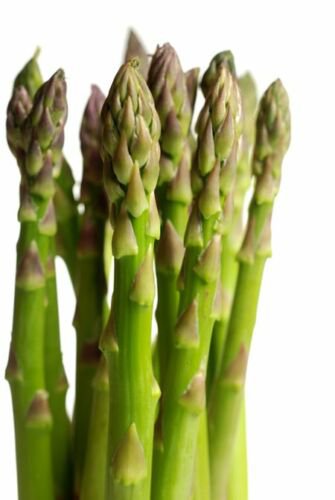 Asparagus Seed: UC-72 Asparagus Seeds Packet Size: 50+ seed