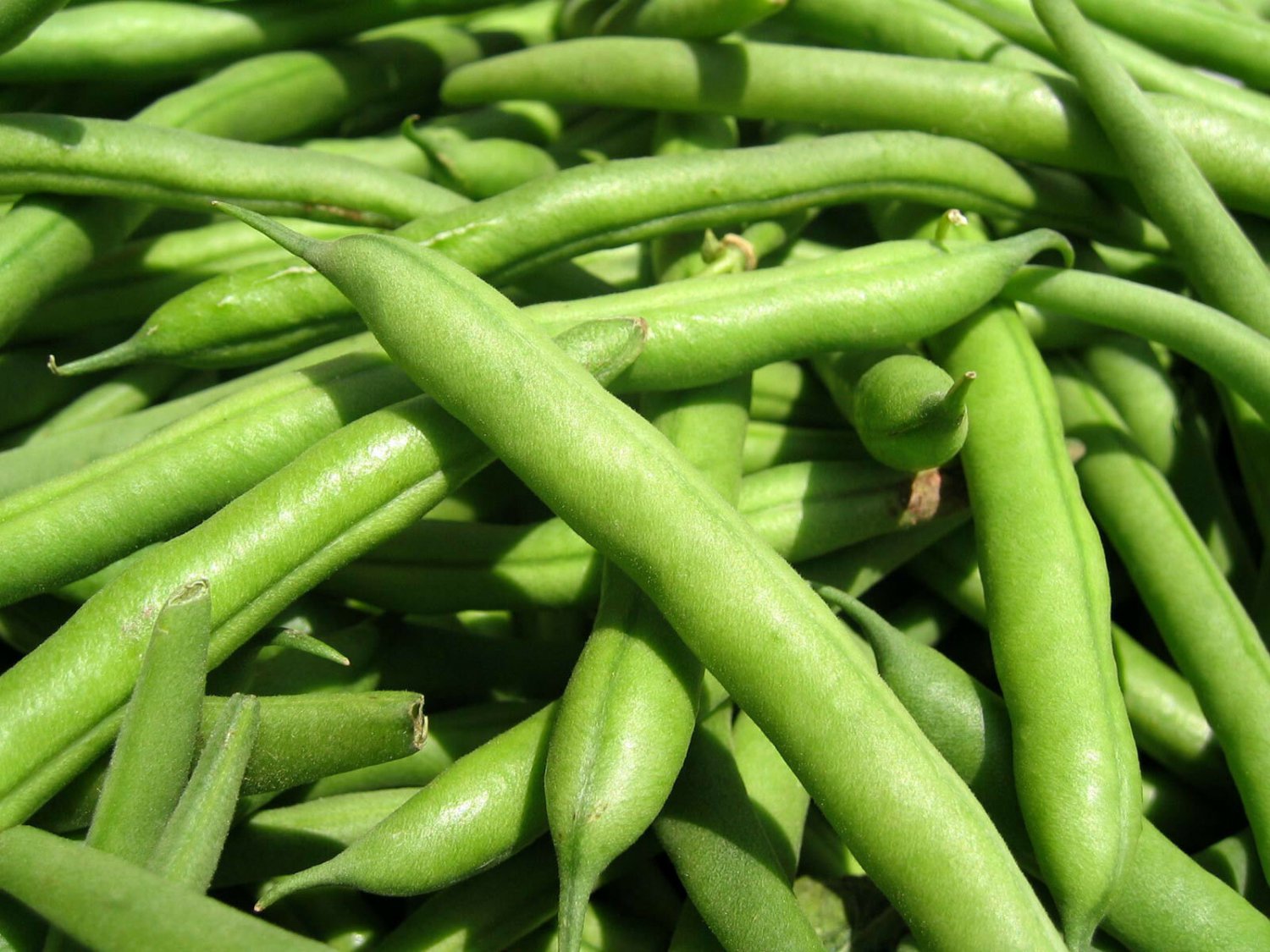 Green Bean Seed: Jade Green Bean Seeds Fresh Seed Packet Size: 100+ seed