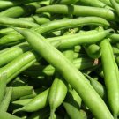 Green Bean Seed: Jade Green Bean Seeds Fresh Seed Packet Size: 250+ seed