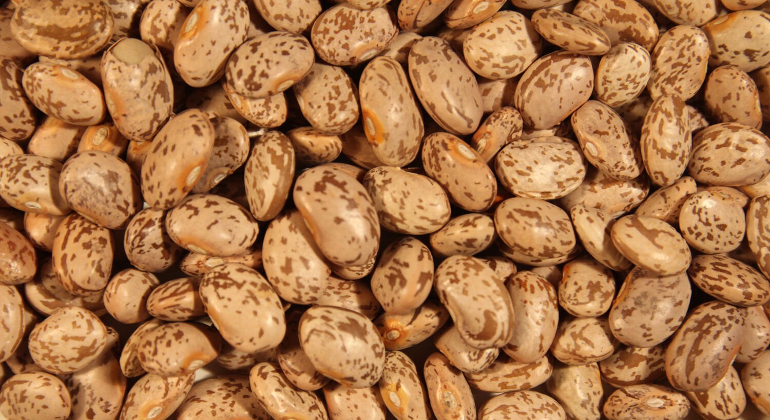 Soup Bean Seed: Pinto Soup Beans Fresh Seed Packet SIze: 50 + seed