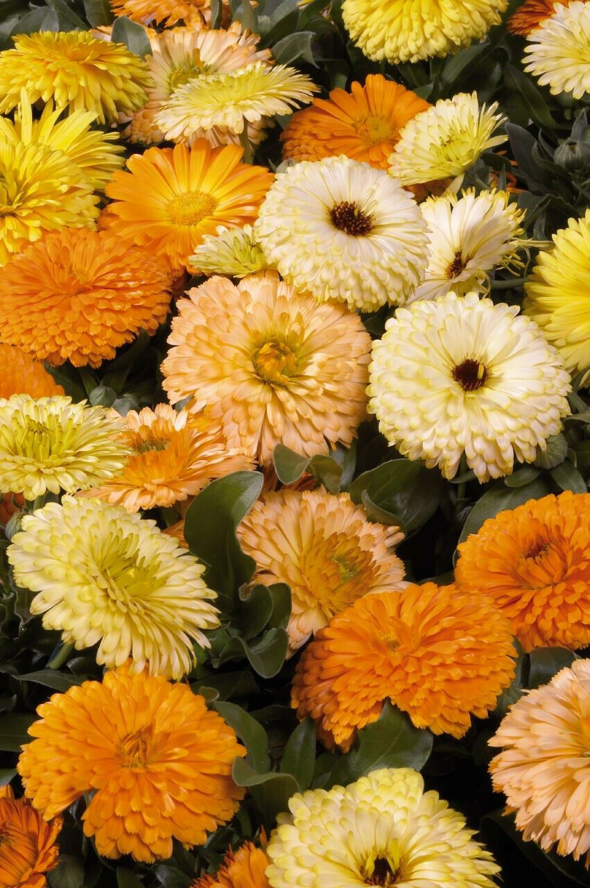 Flower Seed: Bon Bon Calendula Seeds 40 seeds Fresh Seed