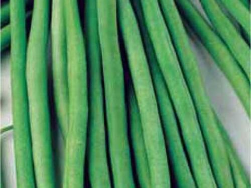 Green Bean Seed: Top Crop Green Bean Seeds Fresh Seed Quantity :250+ seed