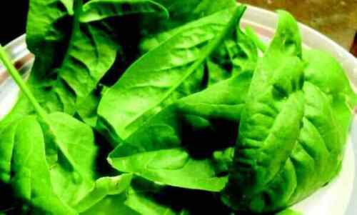 Spinach Seed: Olympia Spinach Seeds Fresh Seed Quantity : 500+ seed