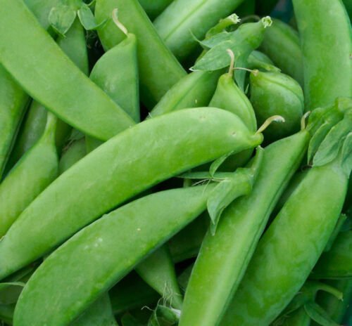 Pea Seed: Sugar Snap Pea Seeds Fresh Seed Quantity : 100+ seed