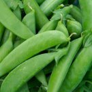 Pea Seed: Sugar Snap Pea Seeds Fresh Seed Quantity : 100+ seed