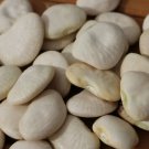 Lima Bean Seed: Burpee Improved Lima Bean Fresh Seed Quantity : 25+ seed