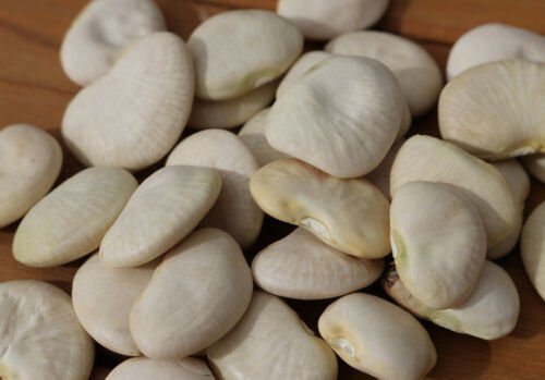 Lima Bean Seed: Burpee Improved Lima Bean Fresh Seed Quantity : 50+ seed