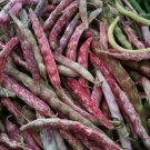 Green Bean Seed: French Horticulture Seeds Fresh Seed Quantity : 100+ seed