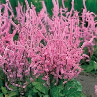 Flower Seed: Suorowii Statice Seeds 50 Seeds