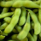 Soybean Seed: Be-Sweet 292 Edible Soybean Seeds Quantity : 250+ seed