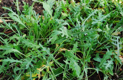 Herb Seed: Arugula Wild 400+ Seeds Fresh Seed