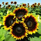 Sunflower Seed: Pro Cut bicolor Sunflower Seeds Quantity : 12+ seed