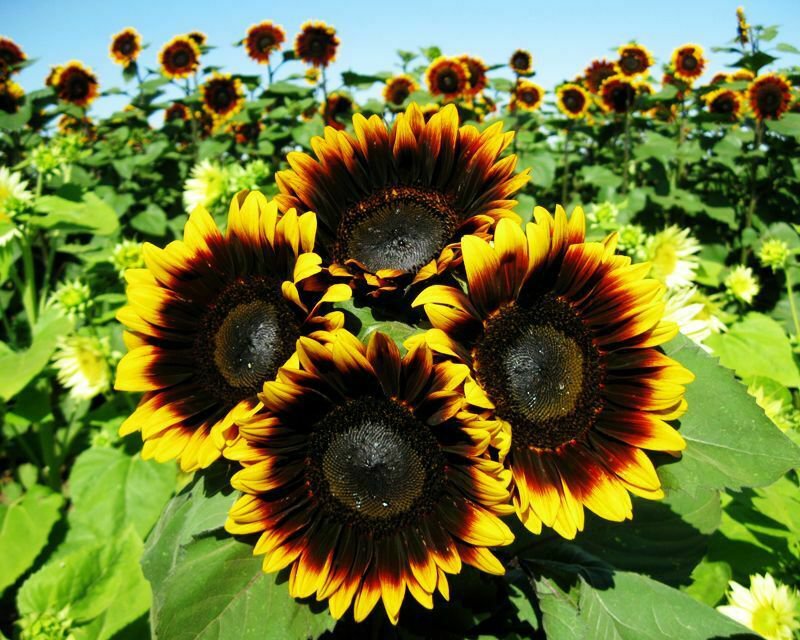 Sunflower Seed: Pro Cut bicolor Sunflower Seeds Quantity : 25+ seed