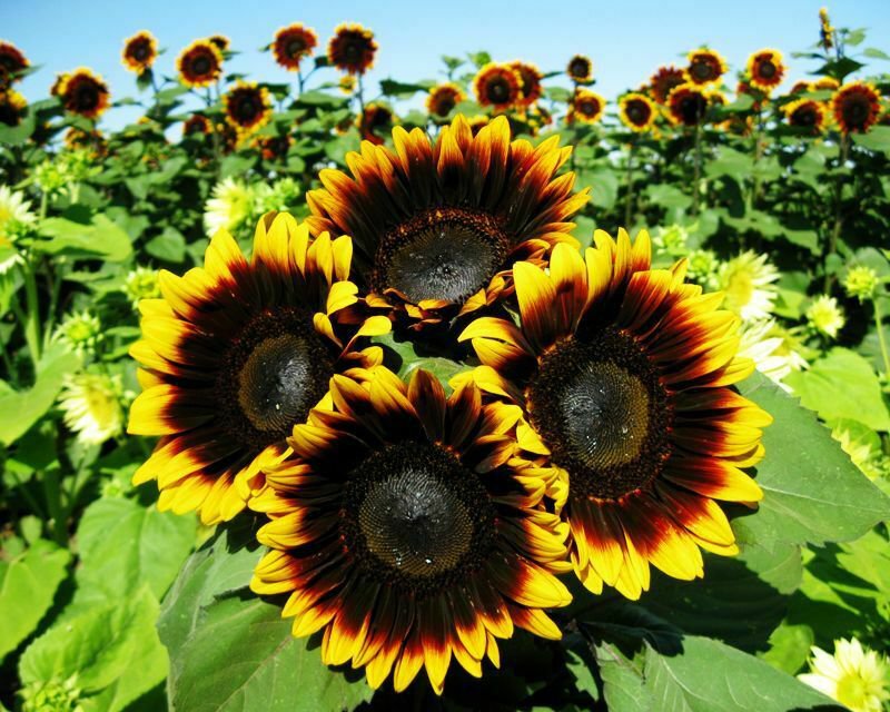 Sunflower Seed: Pro Cut bicolor Sunflower Seeds Quantity : 40+ seed