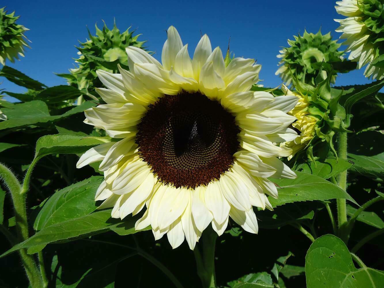 Sunflower Seed: Pro Cut White Nite Sunflower Seeds Quantity : 12+ seed