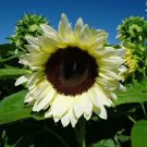 Sunflower Seed: Pro Cut White Nite Sunflower Seeds Quantity : 12+ seed
