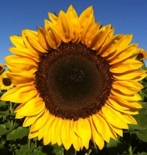 Sunflower Seed: Pro Cut Orange Excel Sunflower Seeds Quantity : 25+ seed